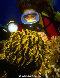 Meeting with a big crinoid in a night dive in Asdu atoll ... by Alberto Romeo 